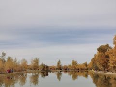 -金塔沙漠胡杨林景区