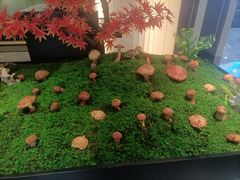 -外滩·云南人家(昆明旗舰店)