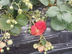 -胜丰草莓采摘园