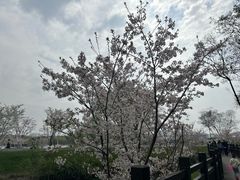 -羊山湖公园