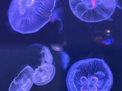 -太平洋海底世界