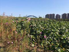 -阳澄湖半岛旅游度假区