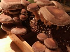 -大头椰·椰子鸡火锅(南宁万象城店)