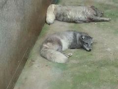 -西安秦岭野生动物园