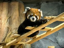 -Zoolung Zoolung动物主题公园(海信广场店)