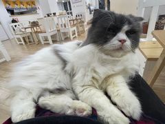 -李小姐の猫咖啡馆(五角场店)