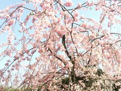 -林妈妈村·日式料理(宝山龙湖天街店)