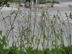 -汉堡王(金鹰天地广场店)