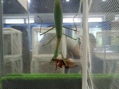 -上海昆虫博物馆