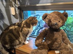 -咖法森林·咖啡  酒吧(天河店)