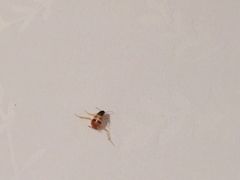 -西安赛瑞喜来登大酒店