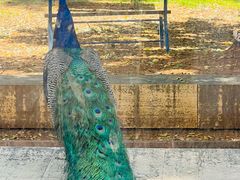 -安塔利亚博物馆