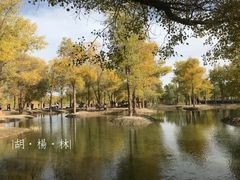 -金塔沙漠胡杨林景区