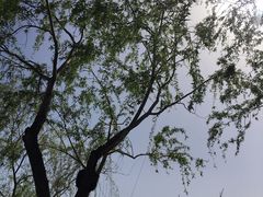 -灞河西岸滨河公园