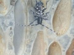 景点-武清南湖绿博园