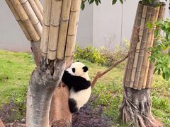 -成都大熊猫繁育研究基地