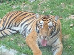 -北京野生动物园