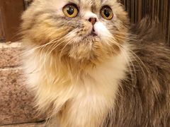 -more than meow吴止猫主题餐厅(承德 中船汇店)