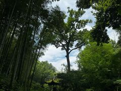 -云栖竹径
