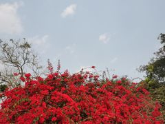 -中国科学院西双版纳热带植物园