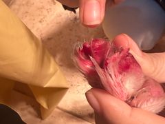 -帕帕拉兹宠物(亚洲旗舰店)