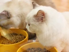 -momokira米努特·德文卷毛猫·棉花面纱犬
