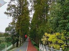 -上海长兴岛郊野公园