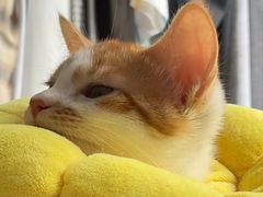 -宠颐生宠物医院·异宠猫科内科·诊疗中心宠巢店