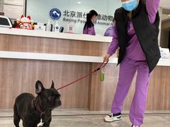 -北京派仕佳德动物医院·超导核磁·CT·神经科·骨科·内外科·急重症管理中心