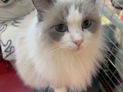 -和它·交个朋友·狗咖猫咖(爱琴海店)