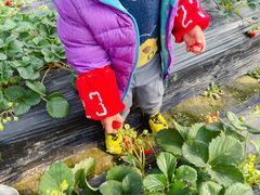 -胜丰草莓采摘园