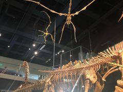 -墨尔本博物馆(Melbourne Museum)