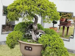 -盆景园(扬州大运河文化旅游度假区)