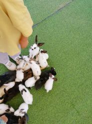 -萌宠亲子动物乐园(槐房万达店)