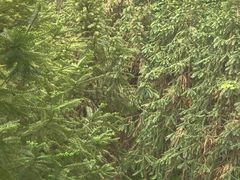 -火炉山森林公园