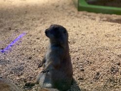 -未来动物城动物主题公园(大悦城店)