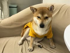 -怪兽屋·羊驼·猫咖·狗咖(俊华广场店)