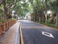 -银湖山郊野公园-相思林