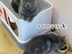 -猫咪派对(江南西店)