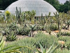 -深圳仙湖植物园