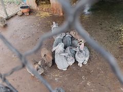 -歌斐颂巧克力小镇