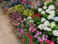 -双季花艺园艺市场(浦东店)