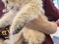 -小猫来了·猫咪专售(红山六九七九店)