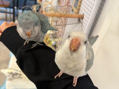 -吉丁鸟咖·异宠·寄养