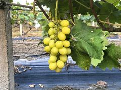 -马陆小张葡萄园农家乐