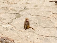-常州淹城野生动物世界