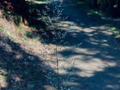 -青龙山国家森林公园