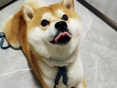 -萌宠之家·腊肠犬·马尔泰·小体犬舍