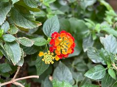 -国家植物园