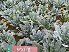 -中国天府农业博览园